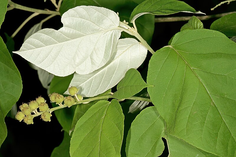 Archivo:Croton steenkampianus 1.jpg