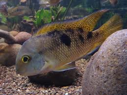 Mojarra Amarilla.jpeg