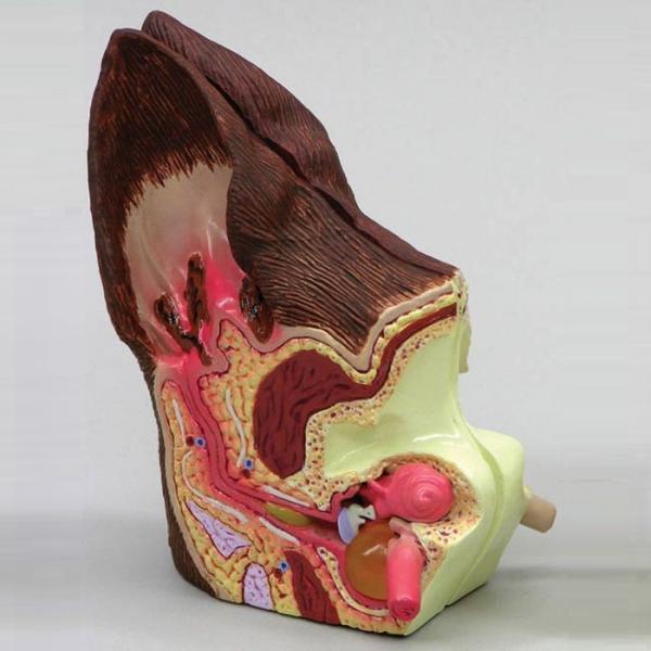 Archivo:OTITIS CANINA 1.jpg