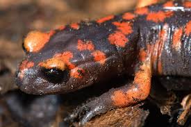 Salamandra de anteojos.jpg