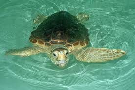 Archivo:Tortuga marina.jpeg