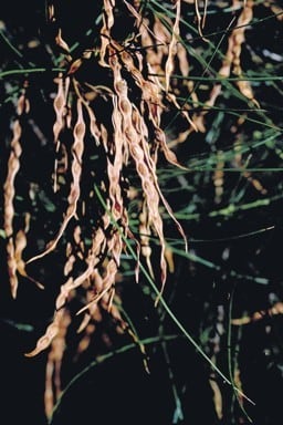 Archivo:Acacia jibberdingensis 6.jpg