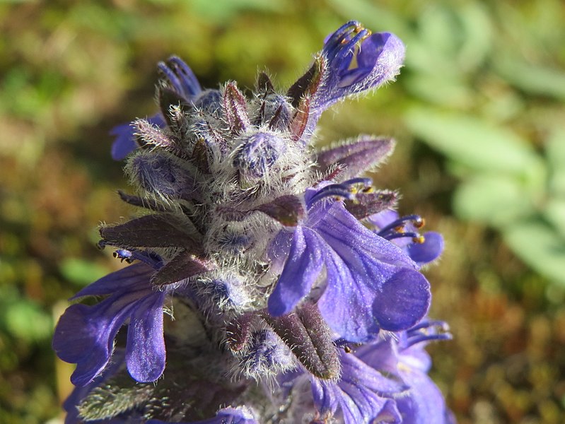 Archivo:Ajuga genevensis 2.jpg