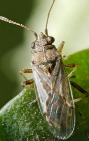 Chinche diminuta .jpg