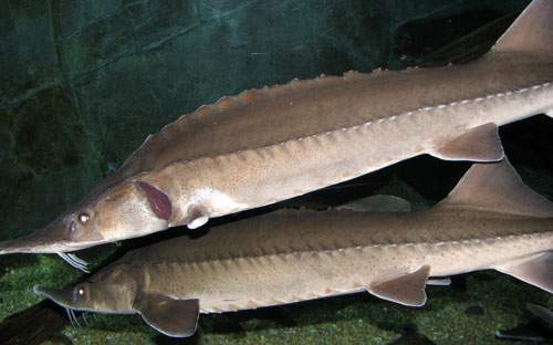 Archivo:Esturión beluga.jpg