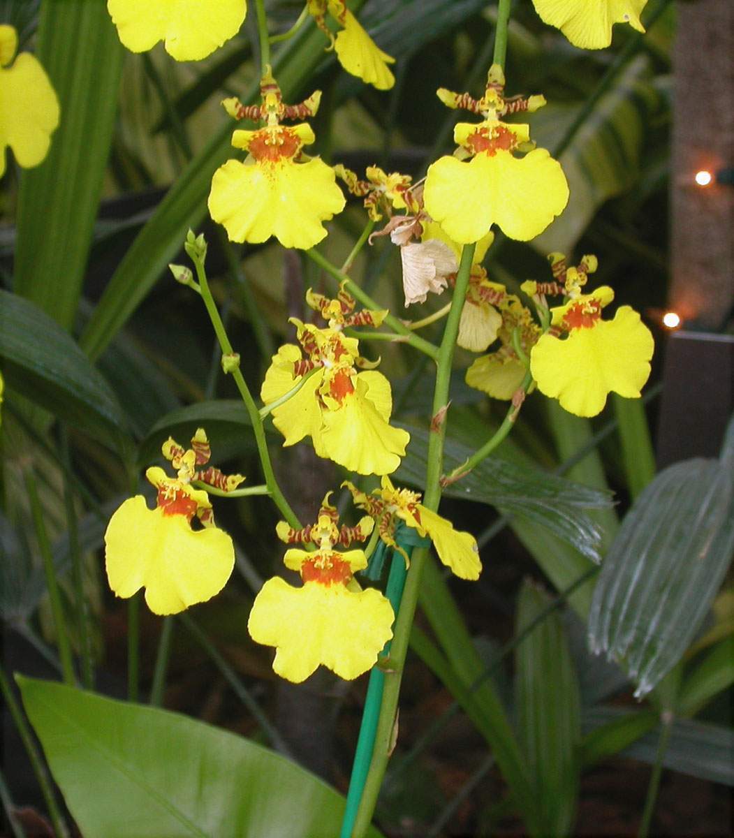 Oncidium EcuRed