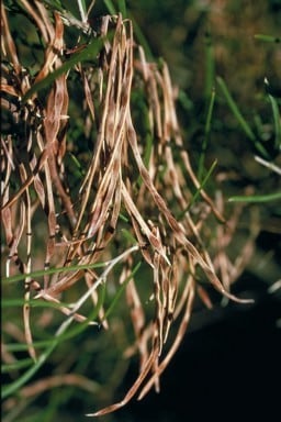 Archivo:Acacia lineolata 4.jpg