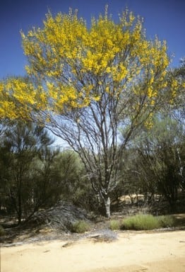 Archivo:Acacia longispinea.jpg
