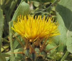 Centaurea acaulis.jpg