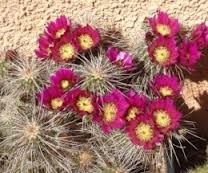 Echinocereus apachensis.JPG