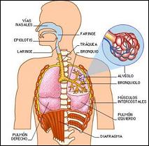 Enfermedades respiratorias crónicas - EcuRed