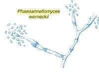 Phaeoannellomyces werneckii.jpg