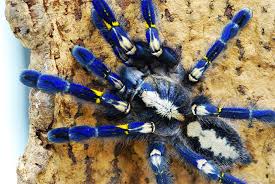 Tarántula azul zafiro 2.jpg