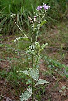Vernonia8554.jpg