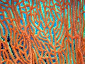 Abanico de mar gigante.jpg