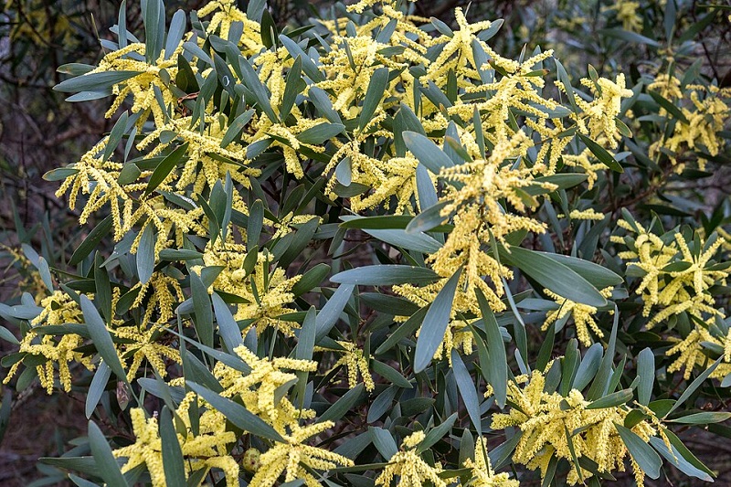 Archivo:Acacia longifolia 3.jpg