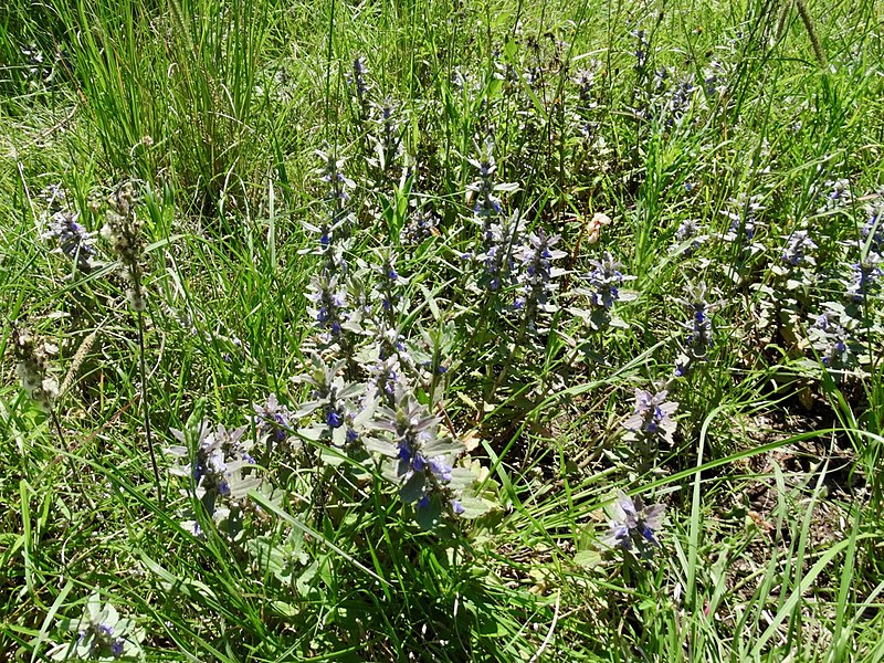 Archivo:Ajuga integrifolia.jpg