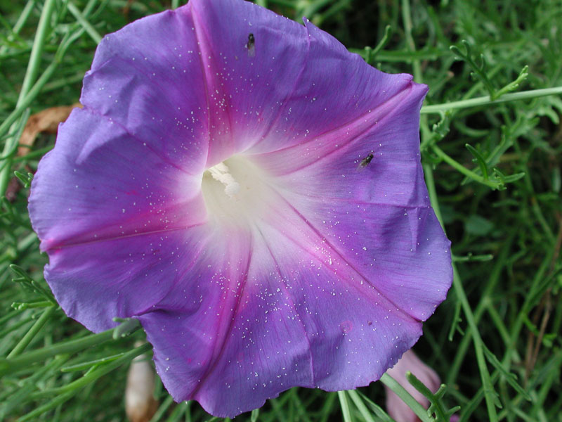 Archivo:Ipomoea sescossiana 2.jpg