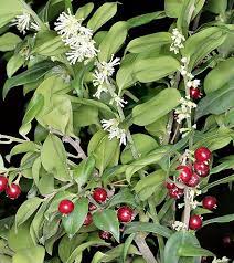 Sarcococca .jpg