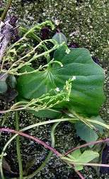 Valeriana scandens.jpg