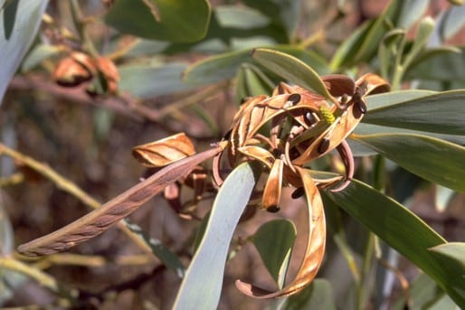 Archivo:Acacia limbata 2.jpg