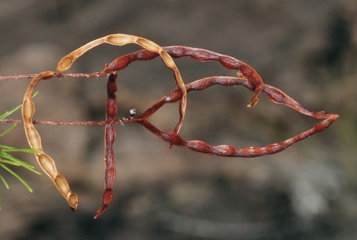 Archivo:Acacia linarioides 1.jpg