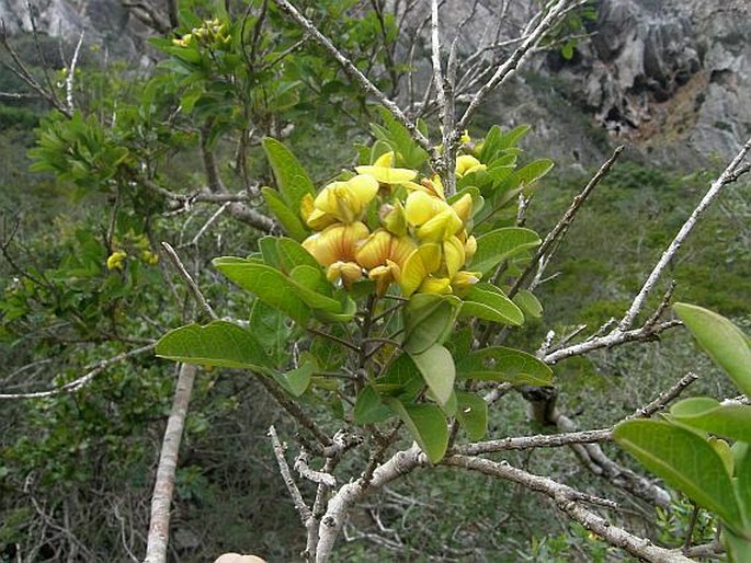 Archivo:Crotalaria socotrana.jpg