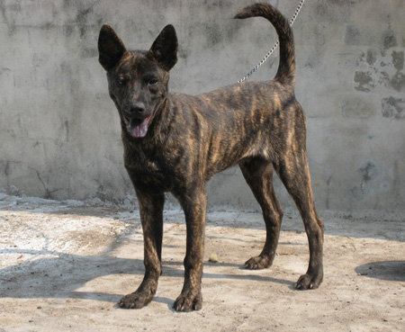 Archivo:Perro de montaña de Formosa .jpg