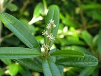 Romero de costa.jpeg