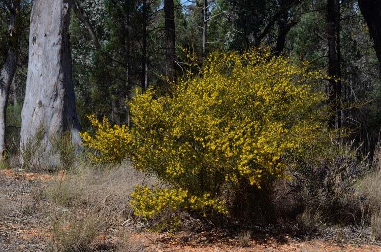 Archivo:Acacia ixiophylla 1.jpg