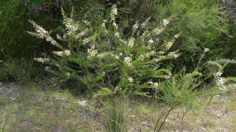 Archivo:Acacia linifolia.jpg