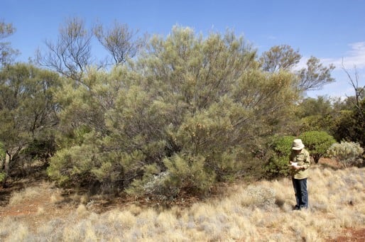 Archivo:Acacia macraneura.jpg