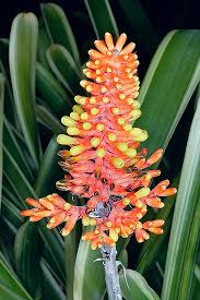 Aechmea caudata EcuRed