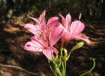 Alstroemeria presliana.jpg