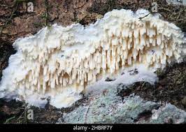 Basidioradulum radula.jpg