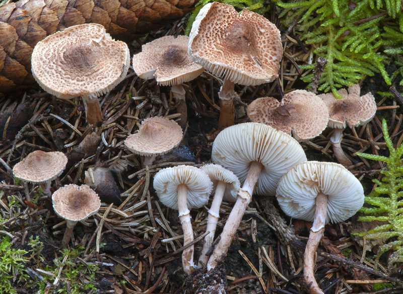 Archivo:Lepiota subincarnata.jpg