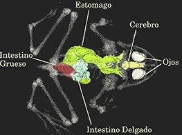 Archivo:Sistema digestivo rana toro1.gif