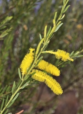Acacia conjunctifolia.jpg