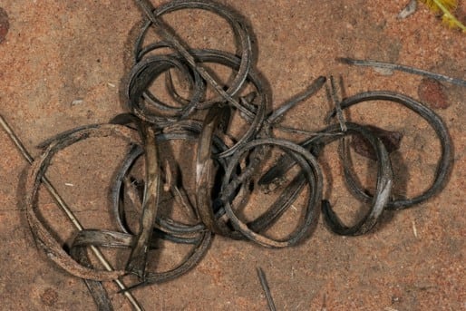 Archivo:Acacia kimberleyensis 4.jpg
