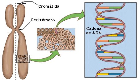 Cromosoma - EcuRed