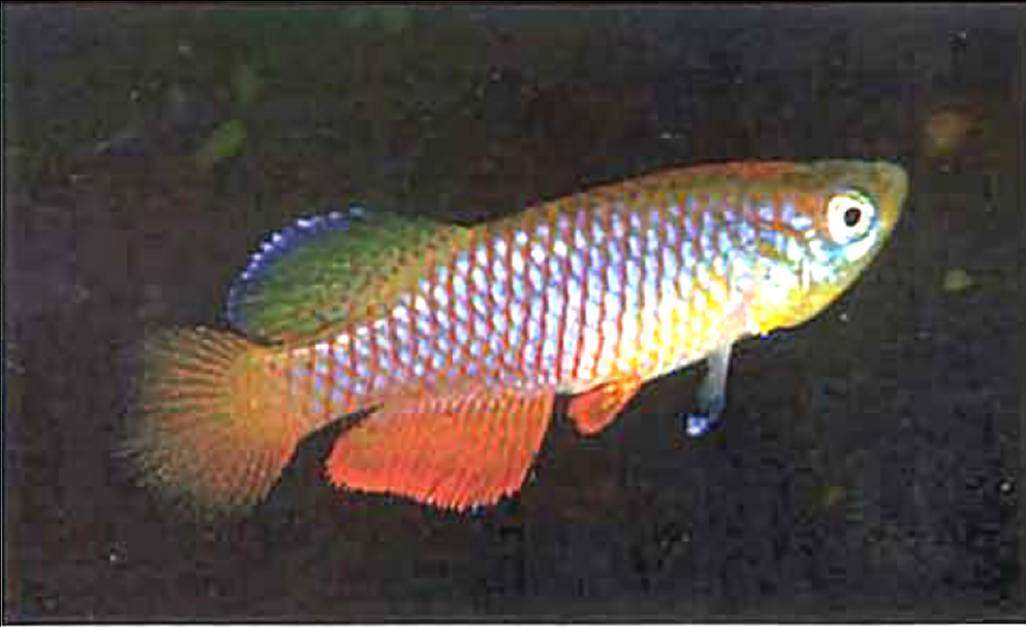 Nothobranchius janpapi