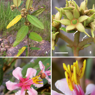 Archivo:Pachyanthus monopleurus.jpg