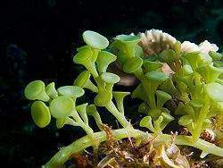 250px-Caulerpa racemosa algae.jpg