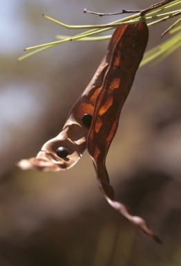 Archivo:Acacia jasperensis 2.jpg