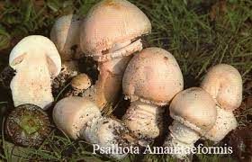 Agaricus amanitaeformis.jpg