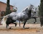 Caballo Cartujano.jpg