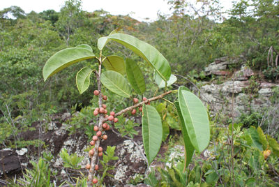 Archivo:Ficus albert-smithii.jpg