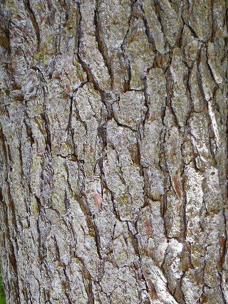 Archivo:Pinus glabra tronco.jpg
