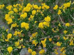 Adenocarpus telonensis.jpg