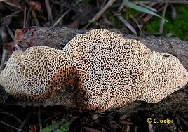 Dichomitus campestris.jpg